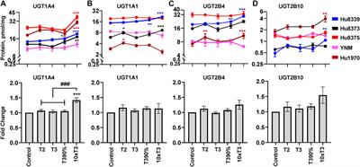 Impact of pregnancy related hormones on drug metabolizing enzyme and transport protein concentrations in human hepatocytes